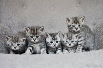 Whiskas koťátka
