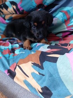 Kříženec Jack Russell teriér x jezevčík trpasličí