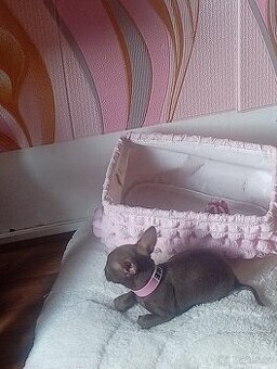 Čokoládová princezna mini čivava bez Pp
