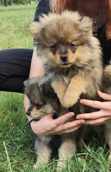 Štěňátka špic pomeranian