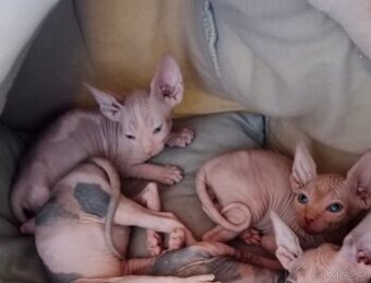 Kanadský sphynx kocourci bez PP