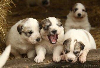 Pyrenejský horský pes s PP FCI / pastevecký pes