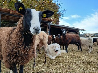 Pyrenejský horský pes s PP FCI / pastevecký pes