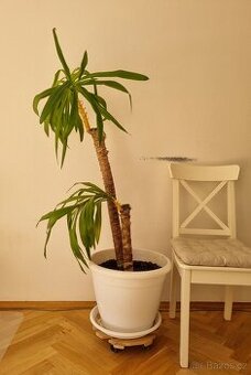 Palma Juka Yucca