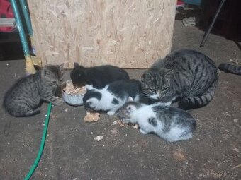 Koťata do dobrých ruk kotě kocour kočka