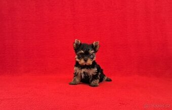 Jorkšírský terier s PP