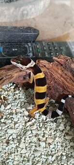 Gekončík noční (Eublepharis macularius)