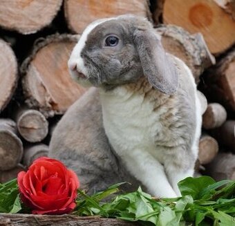 Krasna miminka rex beranků ( plyšová srst)