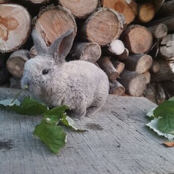 Krasna miminka rex beranků ( plyšová srst)