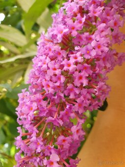 Motýlí keř růžový 20cm