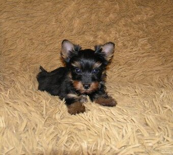 Barevný jorkšír štěňátko - Spaltbiewer F2