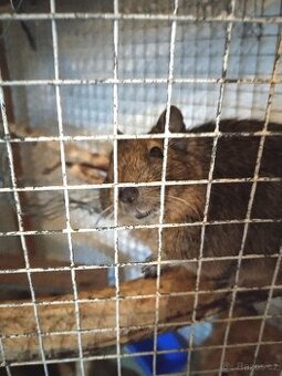 Osmák degu: holčičky hledají domov