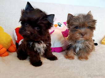 Jorkšírský teriér