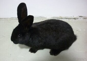 Německý obrovitý strakáč - samec