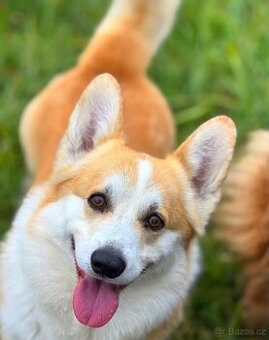 Welsh corgi pembroke s PP (FCI)