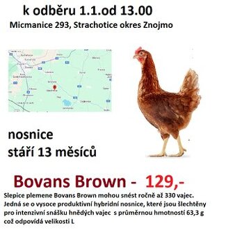 roční slepice Bovans Brown
