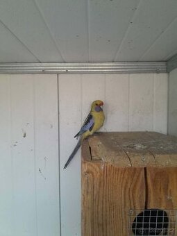 Rosela slámožlutá - 1