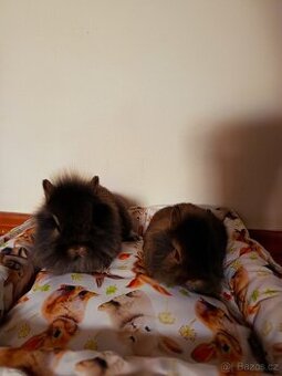 Zakrslý králíček