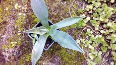 agave