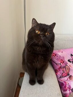 Britská čokoládová kočka s PP