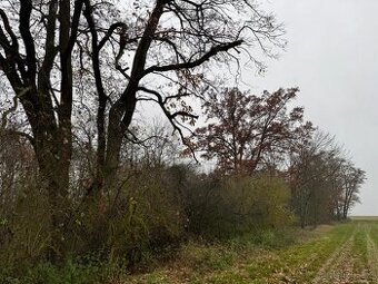 Prodej lesního pozemku k.ú. Boreč