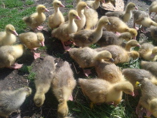 Housata Německá nosná