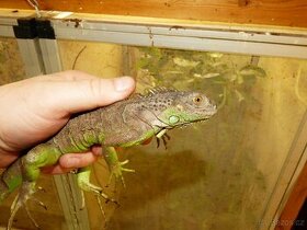 Leguán zelený (Iguana iguana) - 1