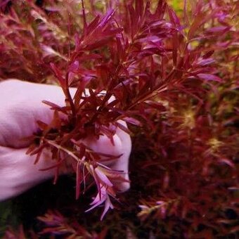 Akvarijni rostlinky - Rotala Singapore - 1