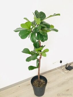 Ficus Lyrata