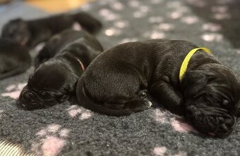 Štěňata CaneCorso k odběru 14.7.2025