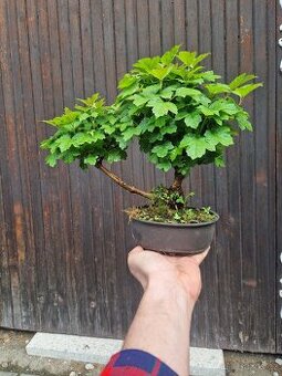 Bonsai, Bonsaj - Viburnun 3