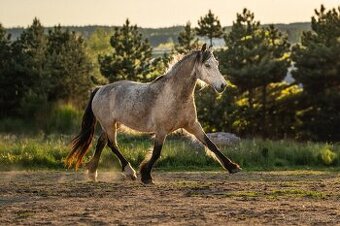 Welsh Cob klisna - 6 let