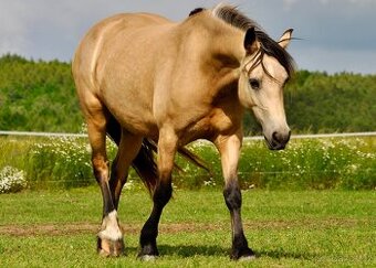 Welsh Cob klisna - 6 let