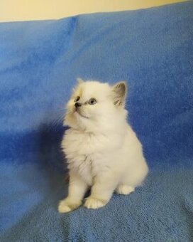 Ragdoll koťátka