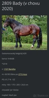 Plemenný hřebec ČMB 2809 Bady