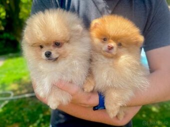 Pomeranian