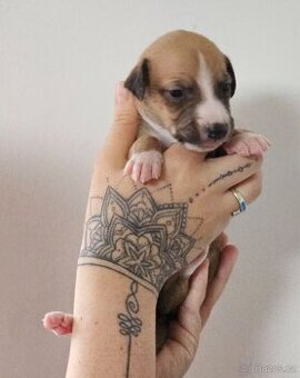 Whippet s PP