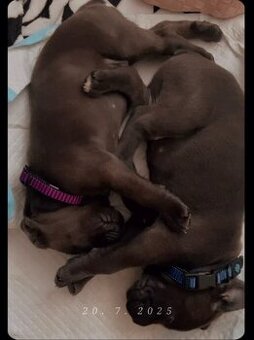 Cane Corso