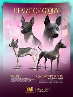 Americky bezsrsty terier