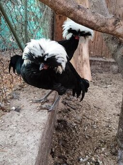 Holanďanka Chocholatá