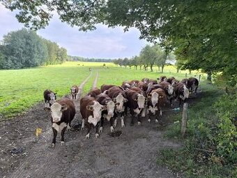 Krávy Hereford BIO