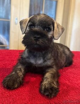 Knírač malý p+s s pp