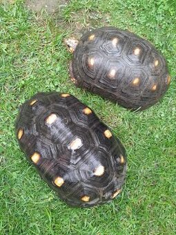 Želva Uhlířská - dospělé dvě samice