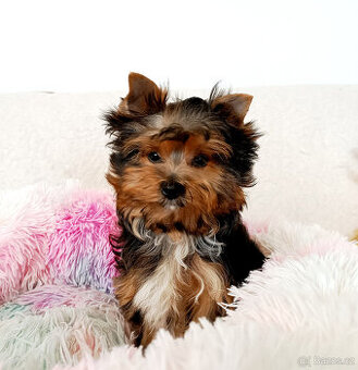 Jorkšírský teriér - pejsek