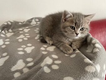 Koťátko bez PP (kocourek světlý)