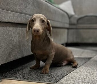 Jezevčík trpasličí