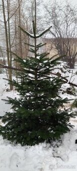 Vánoční stromeček, stromek, strom, jedle