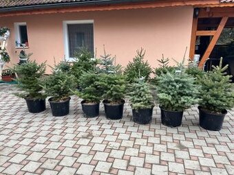 Jedle, smrky v květináči