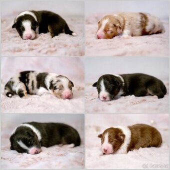 Australský ovčák – štěňata s PP k odběru 1/2026