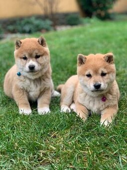 Shiba inu